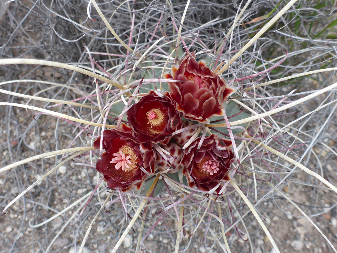 Glandulicactus uncinatus