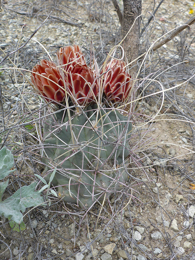 Flowers and spines