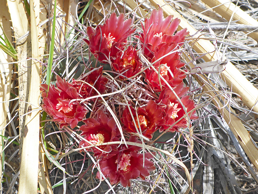 Red flowers