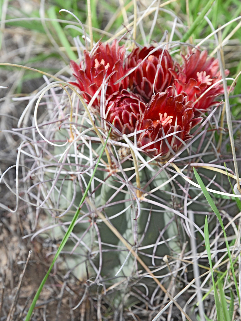 Flower cluster