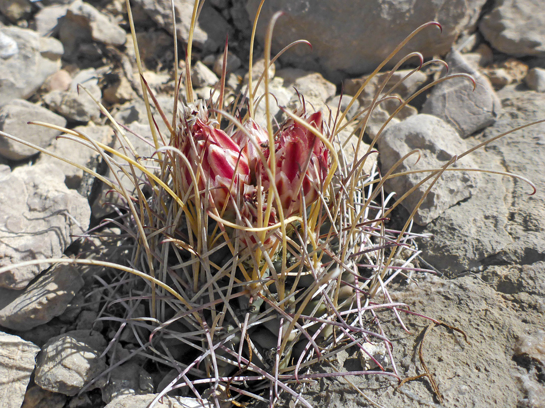 Long, curving spines