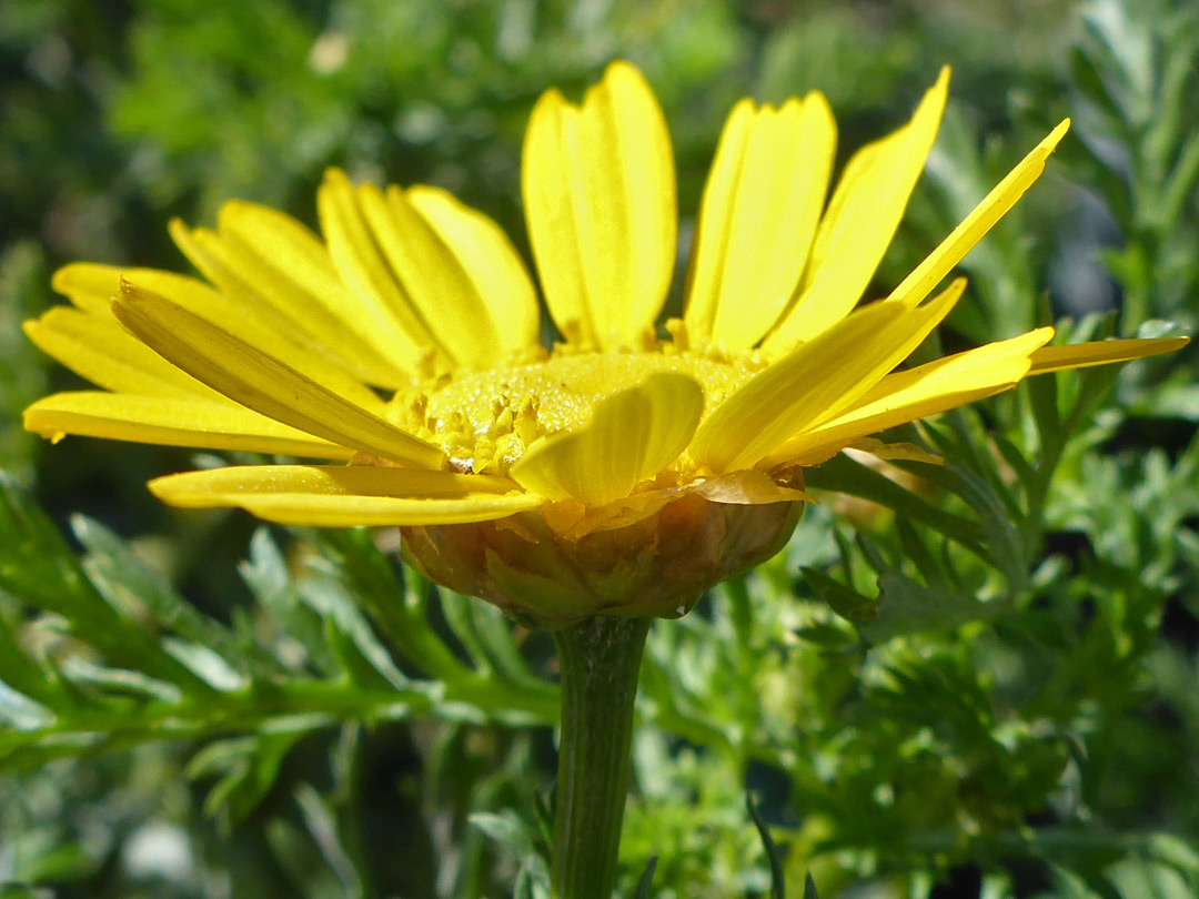 Florets and phyllaries