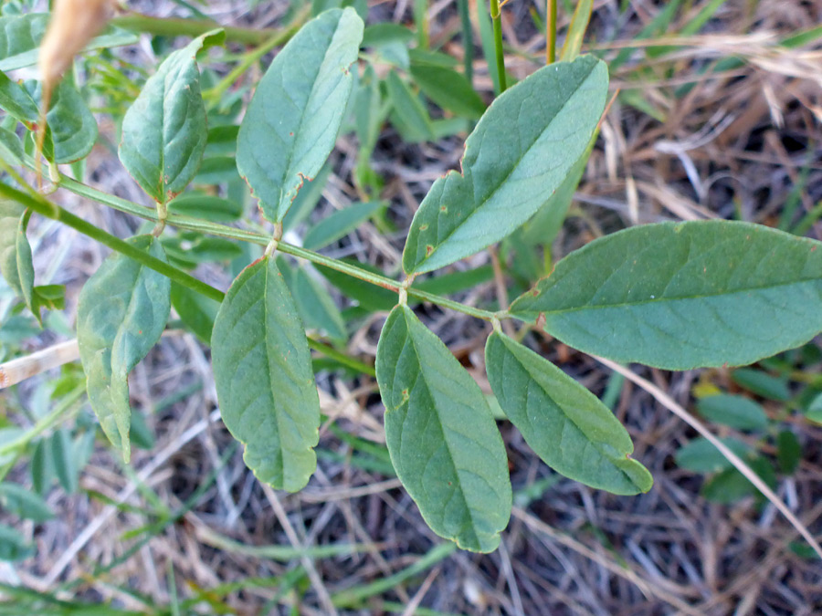 Compound leaf