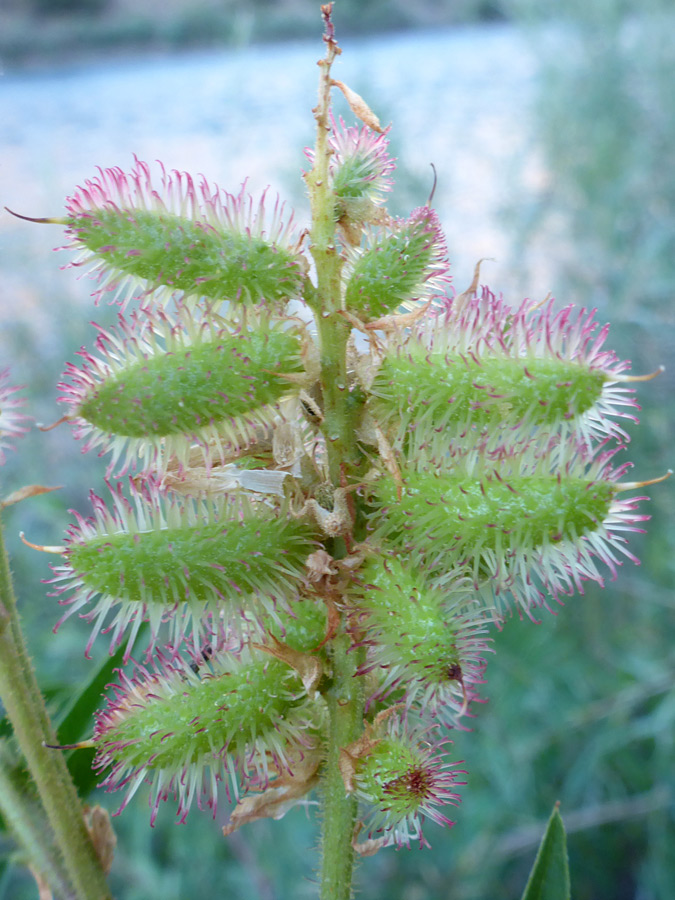 Pods with pinkish bristles