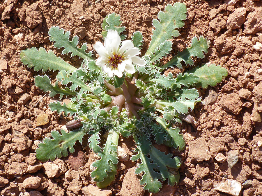 Basal leaf rosette