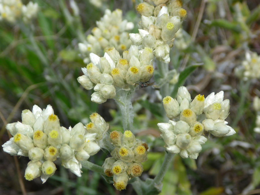 Flower clusters