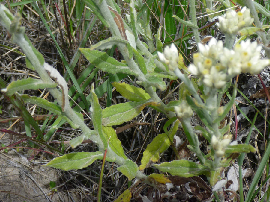 Leaves