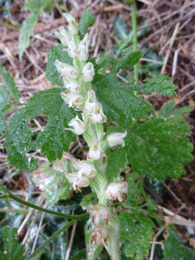 Flowers, starting to wither