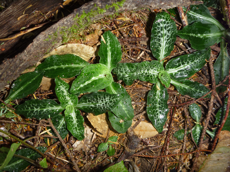 Small leaves