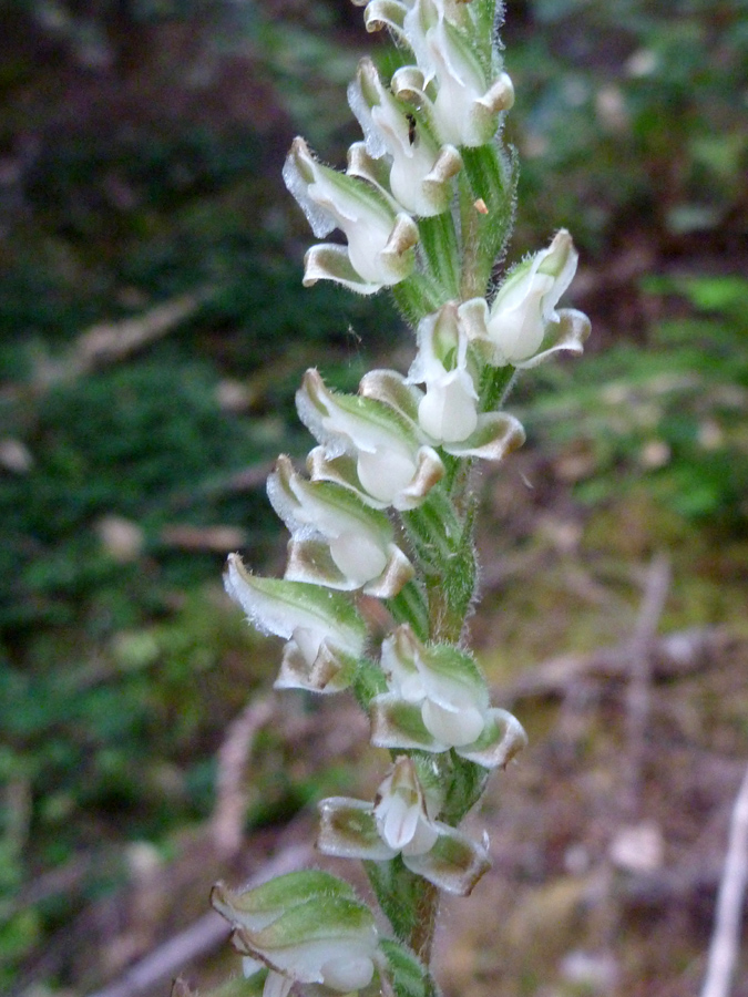 Flower spike