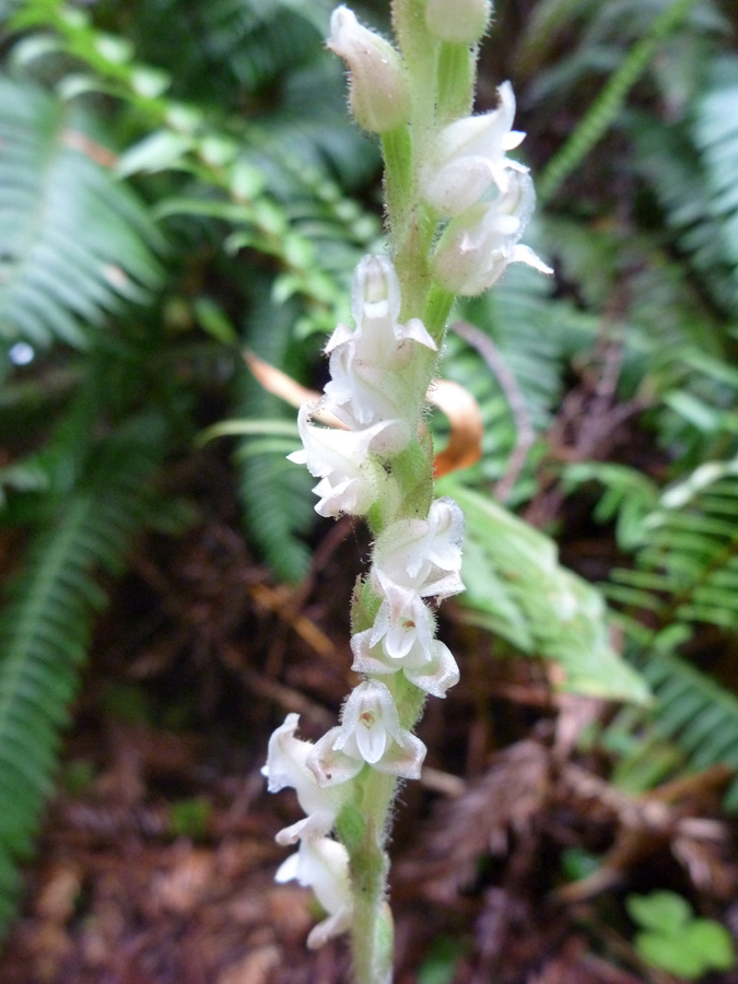 White flowers