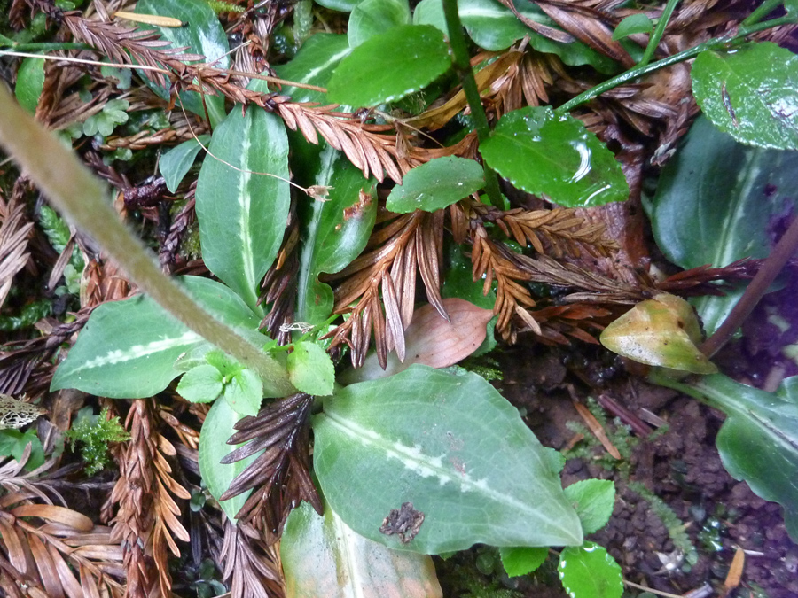 Basal leaves