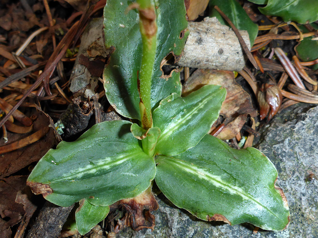 Ovate basal leaves