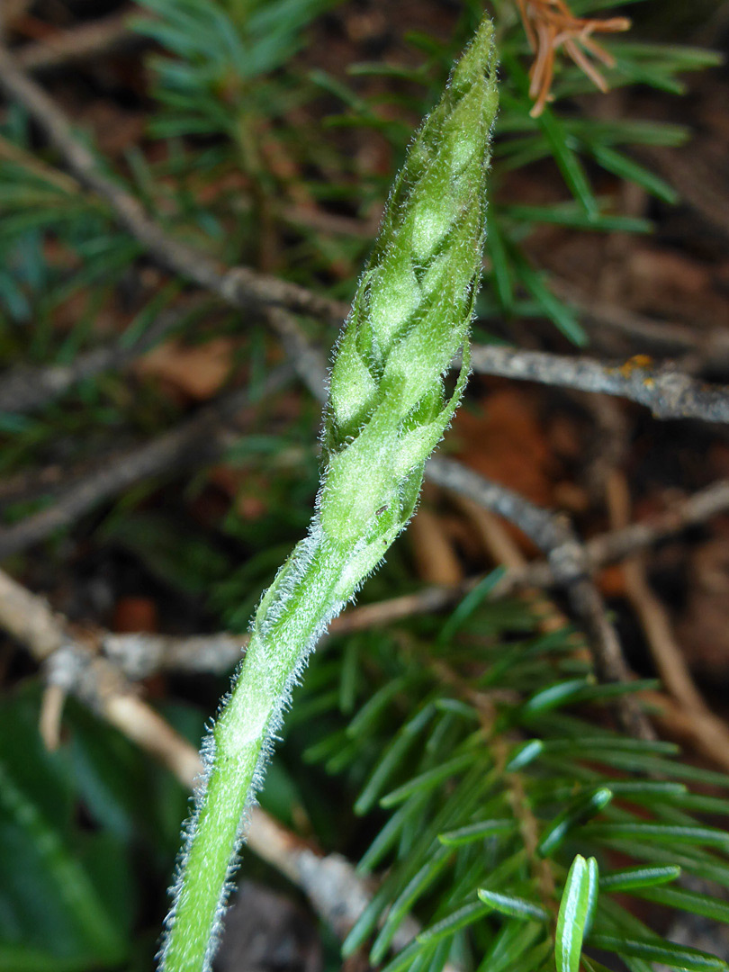 Developing inflorescence