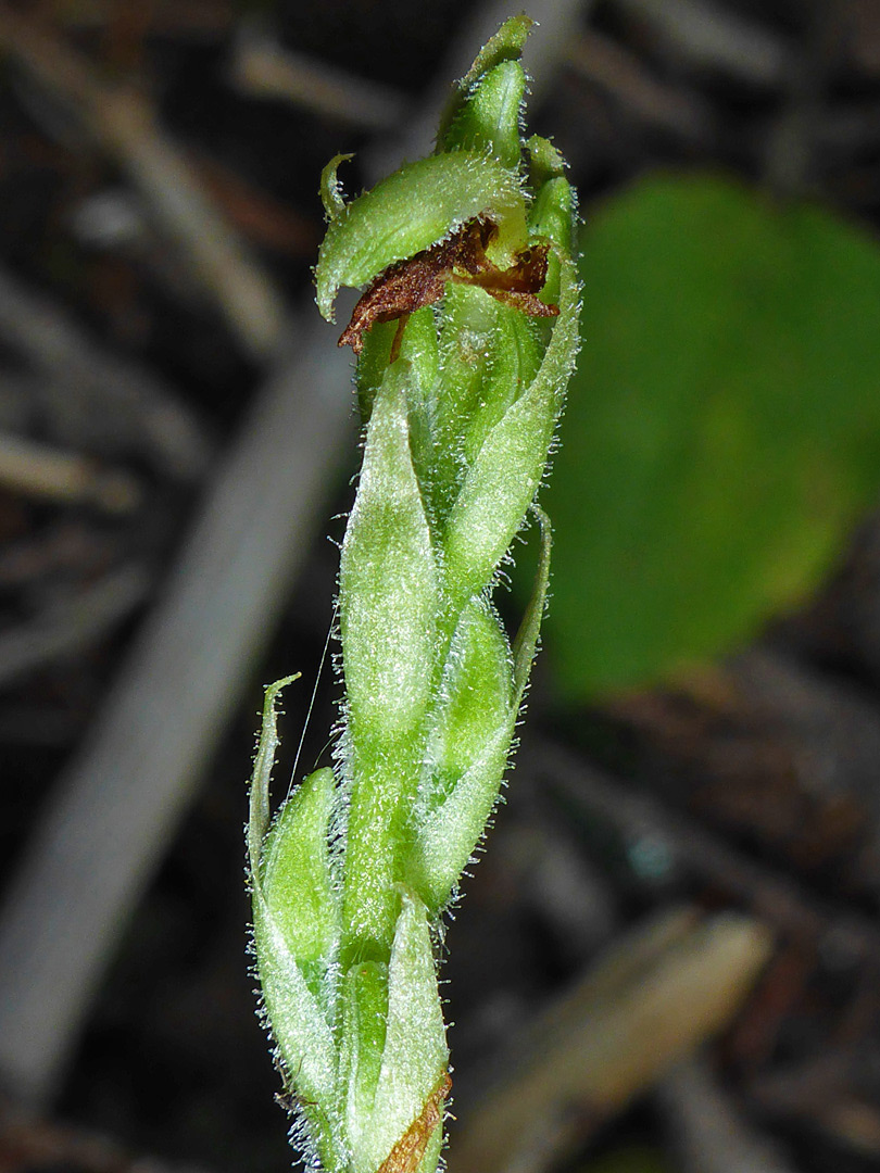 Hairy bracts