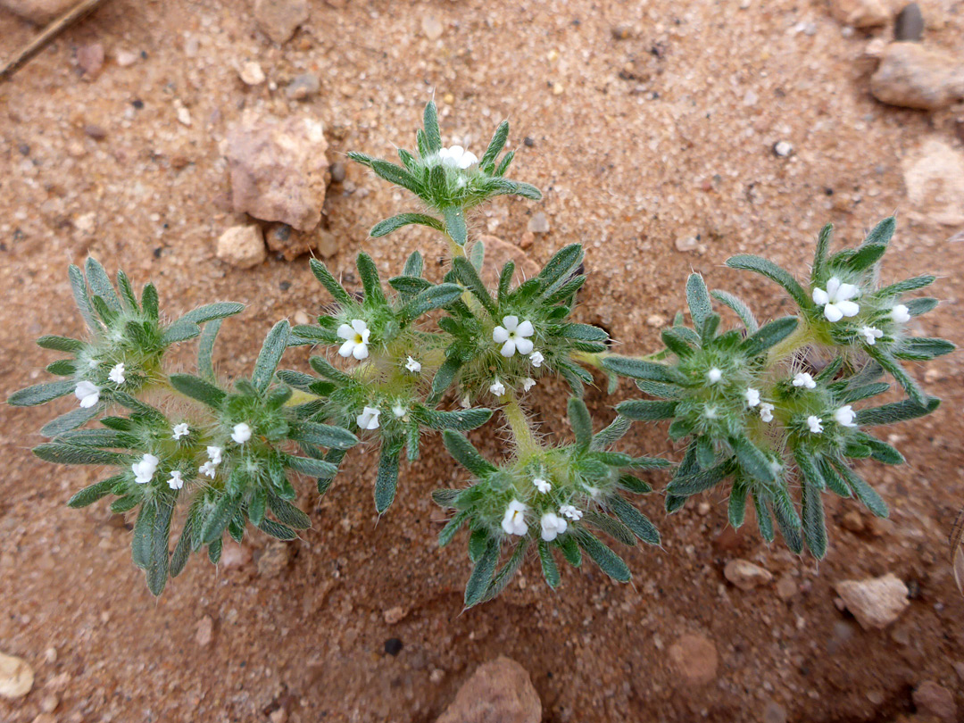 Low-growing plant