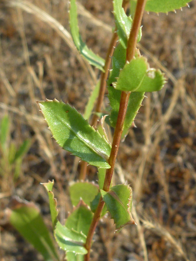 Toothed leaves