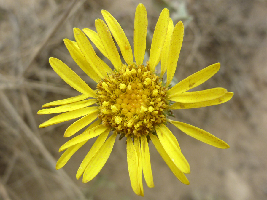 Yellow flowerhead