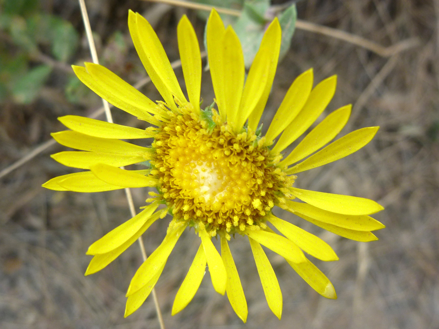 Narrow ray florets