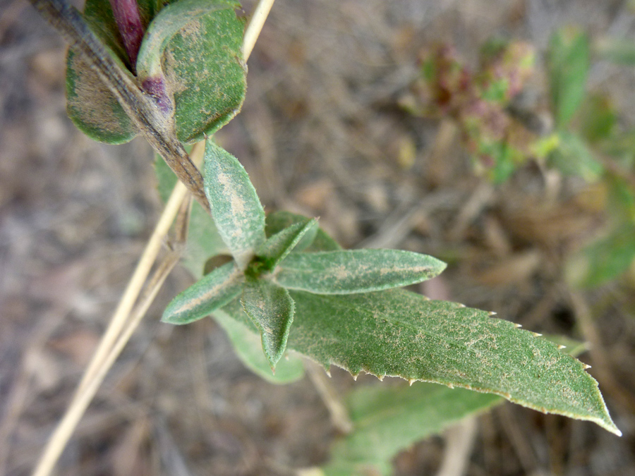 Toothed leaf