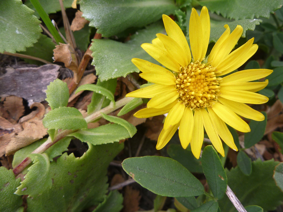 Yellow flower and green leaves
