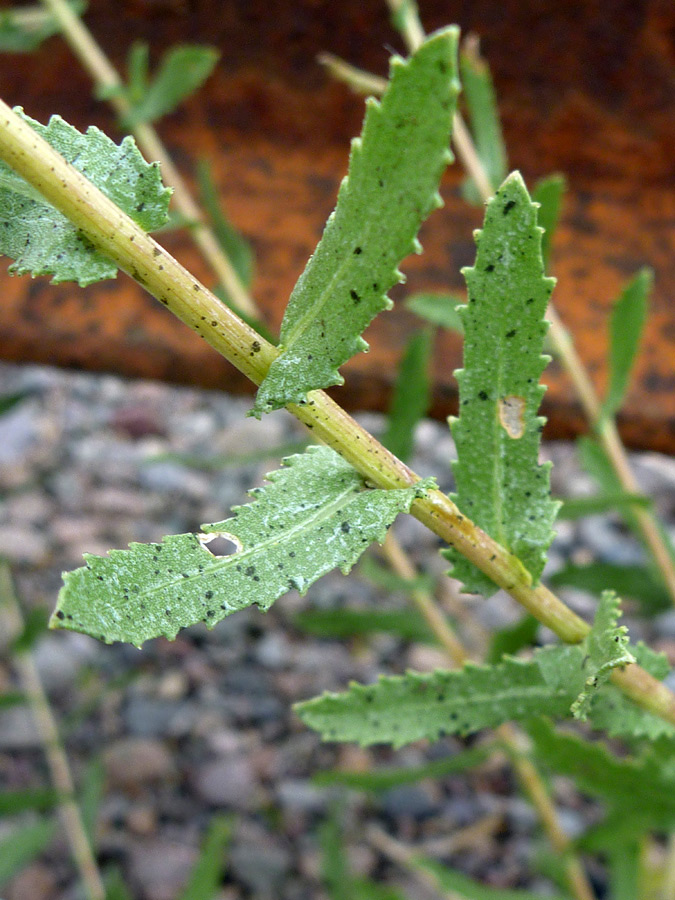 Toothed leaves