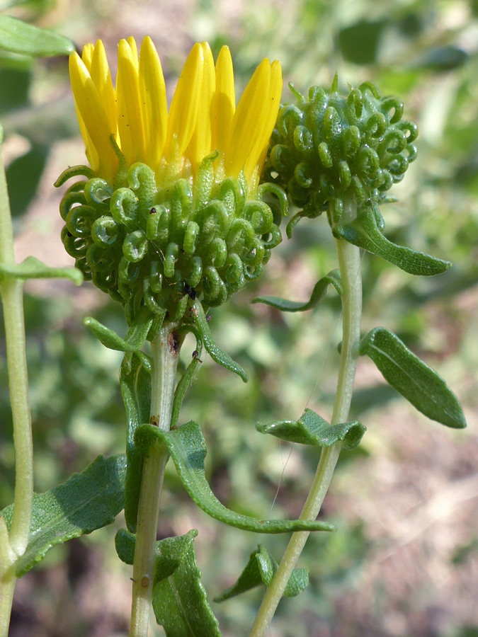 Curly phyllaries