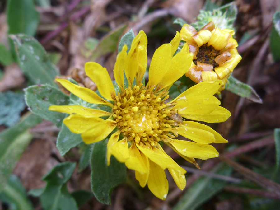 Two flowerheads