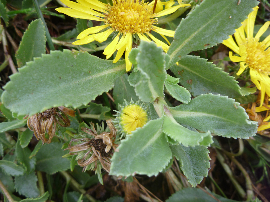 Toothed leaves