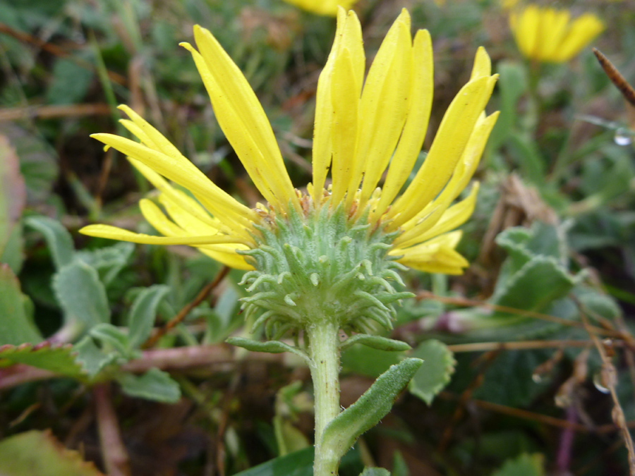 Light green phyllaries