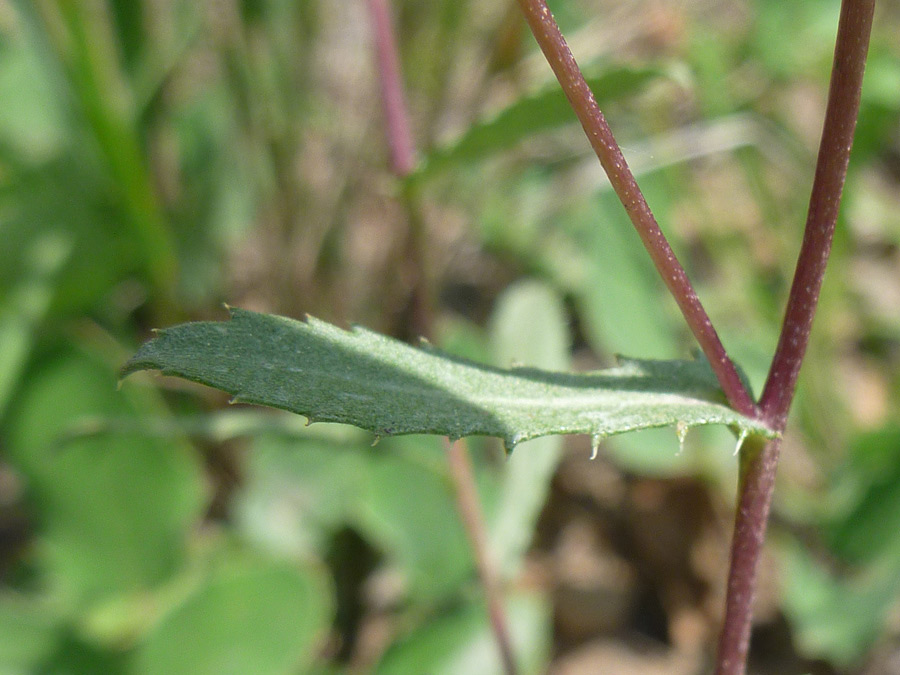 Toothed leaf