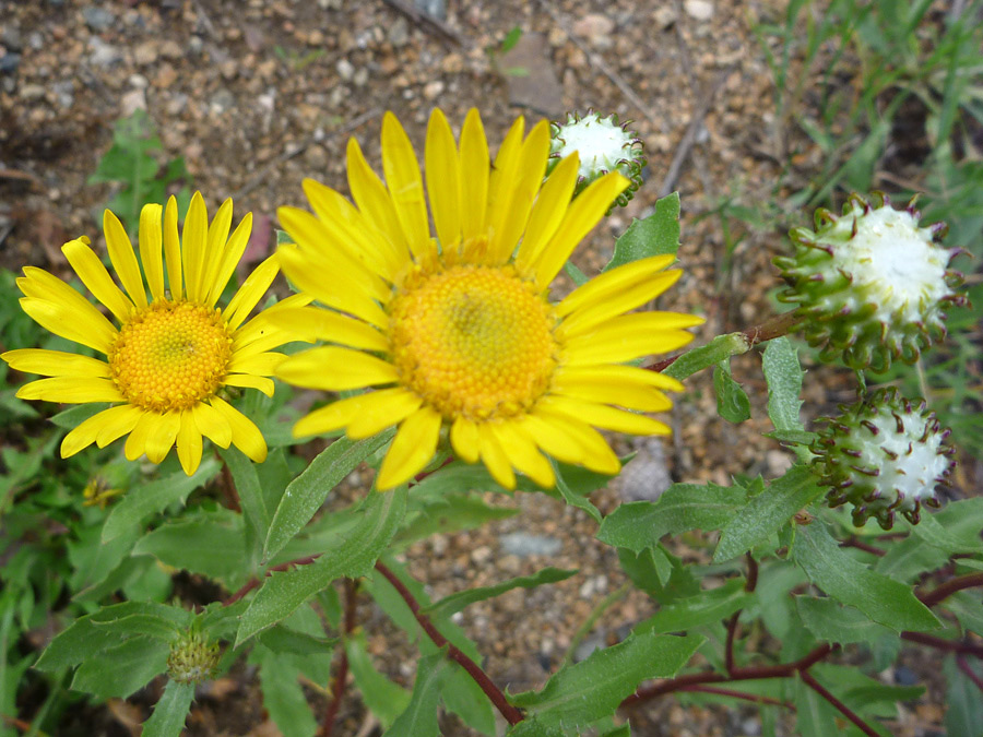 Flowers and leaves