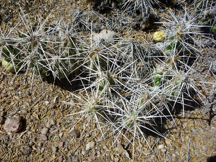 Spiny cluster