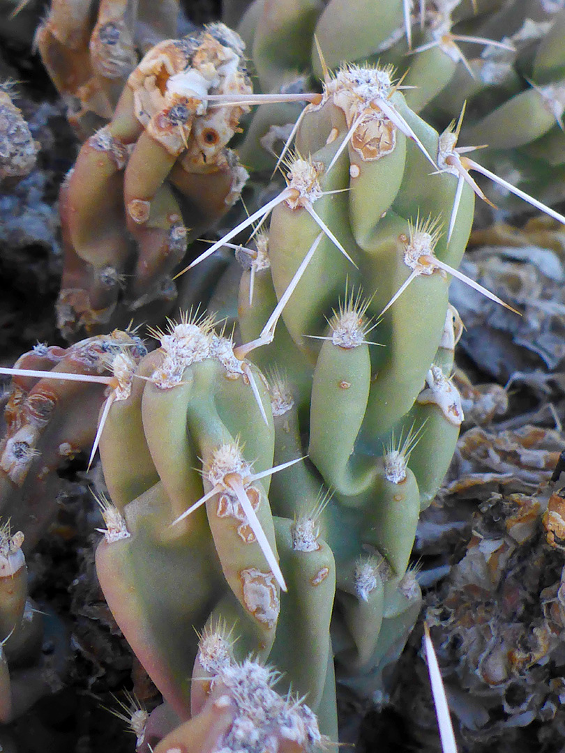 Pronounced tubercles
