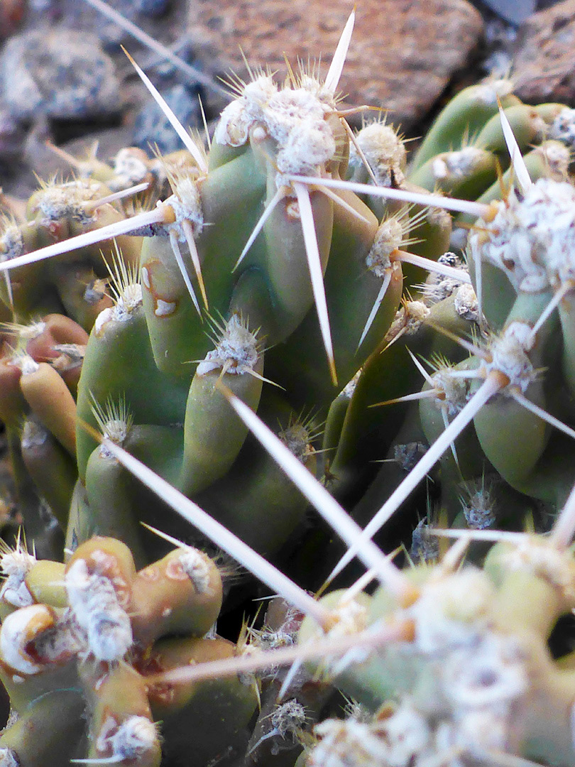 White spines