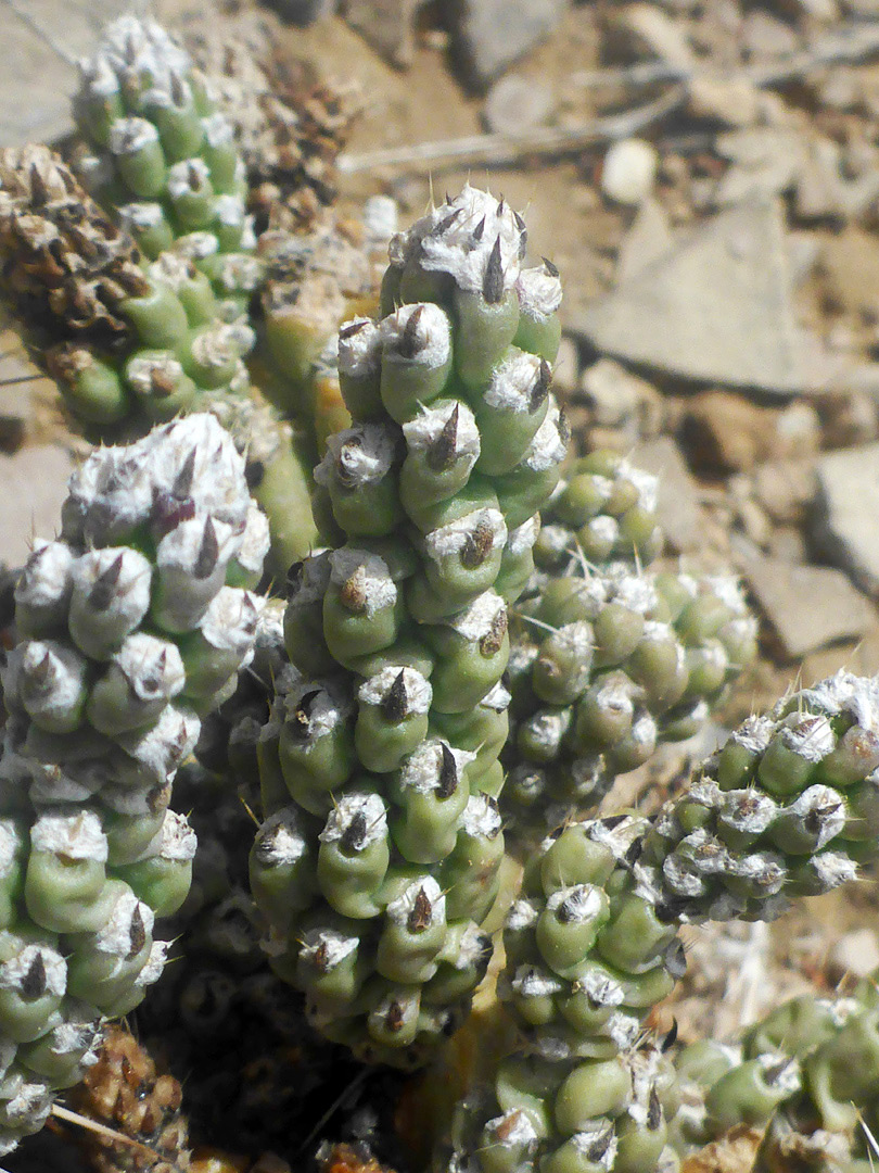 Woolly areoles