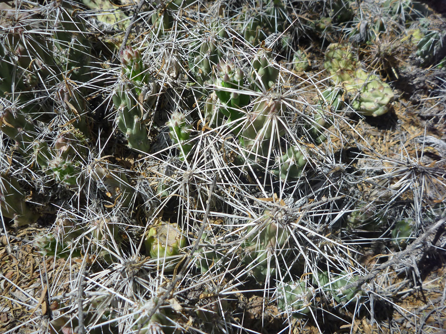 Many spines