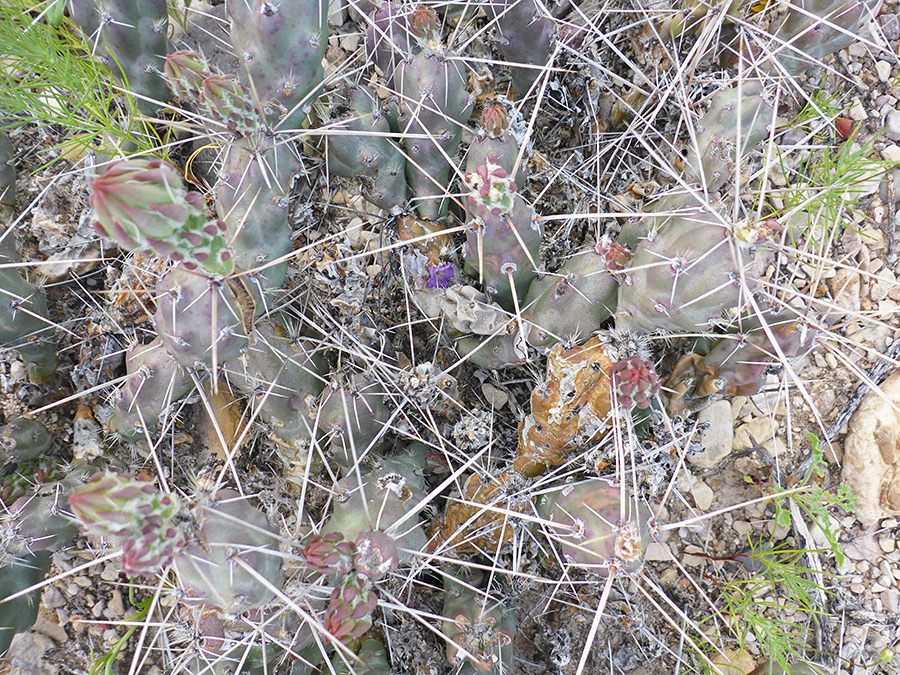 Long white spines