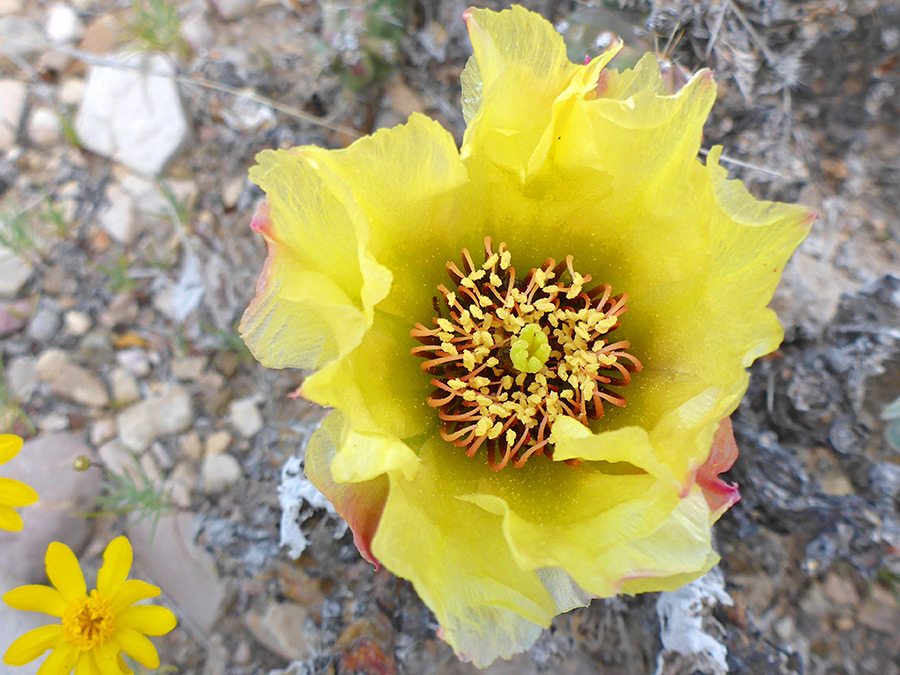 Yellow flower