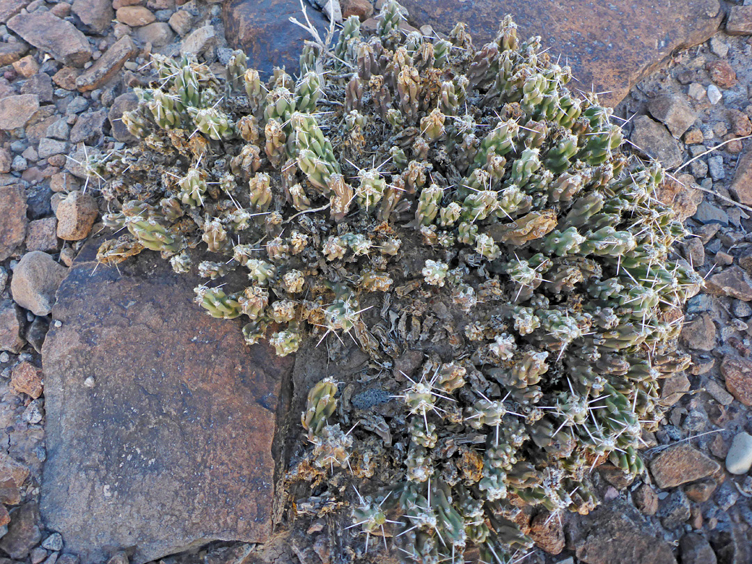 Lightly-spined stems