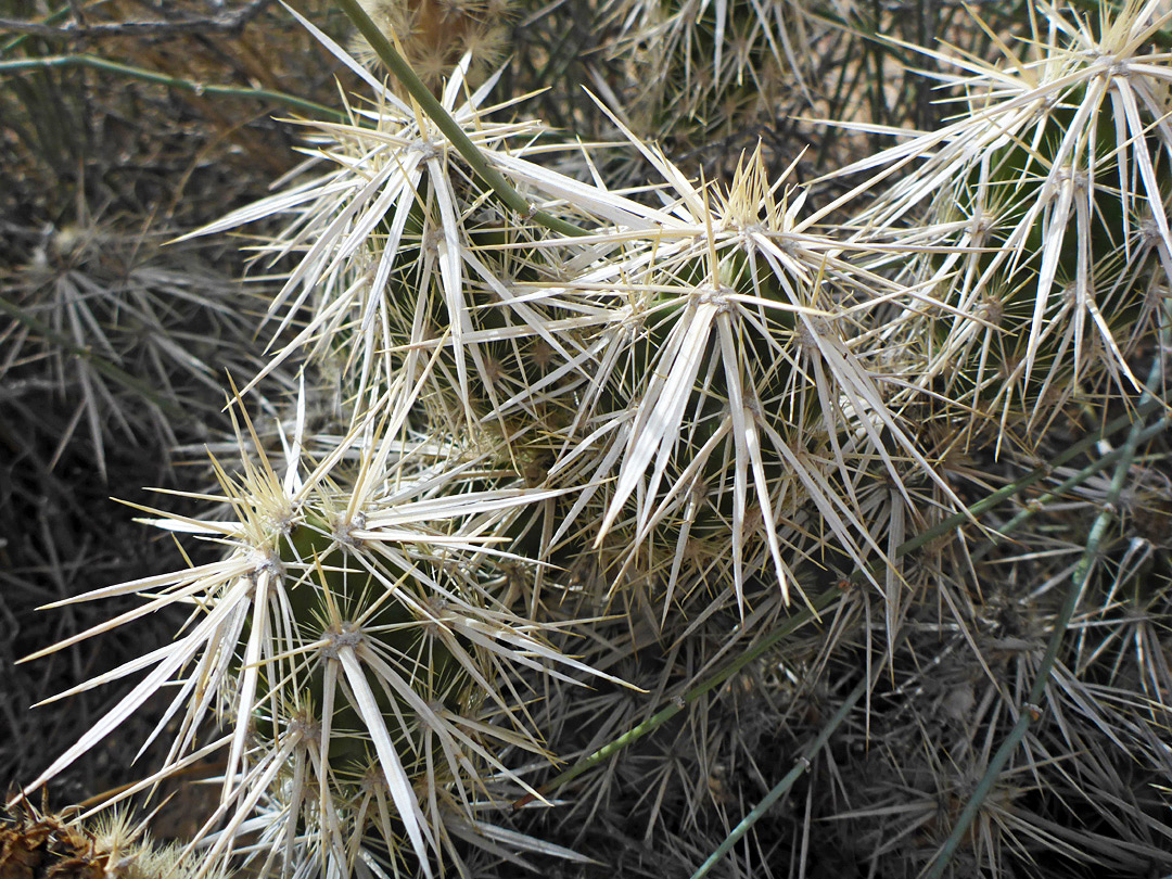 Flattened spines