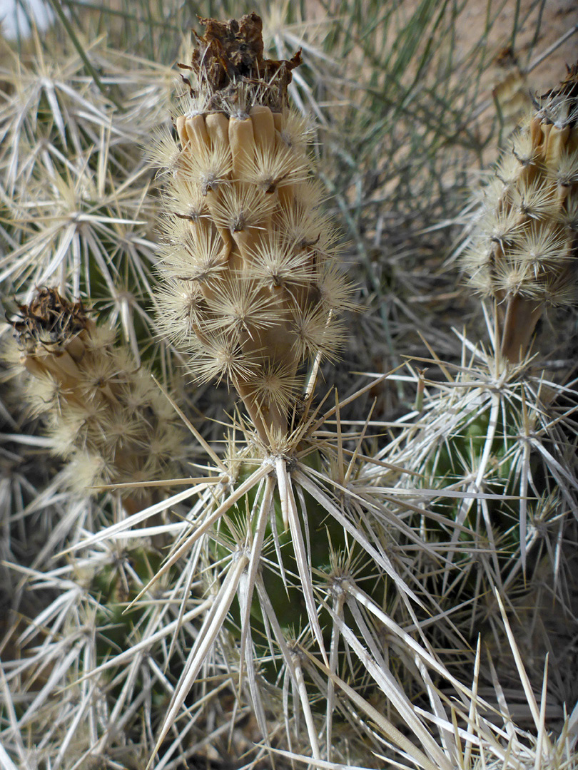 Stems and fruits