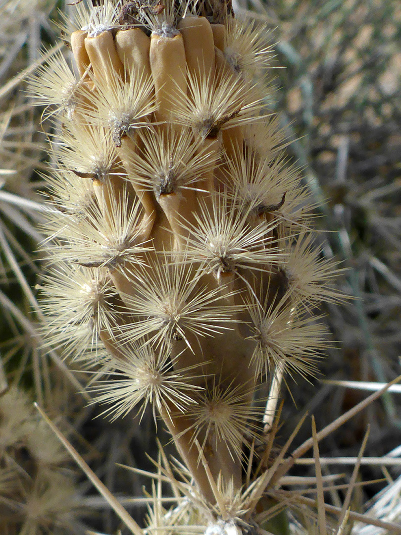 Spiny fruit