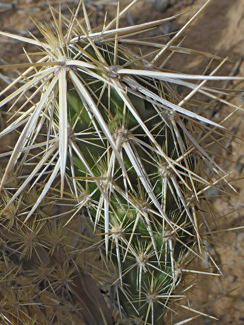 White and pale yellow spines