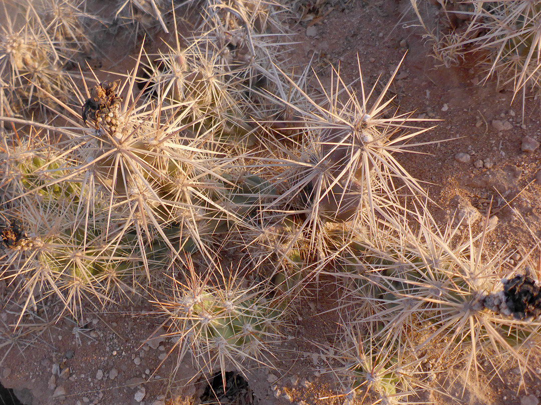 Whitish spines