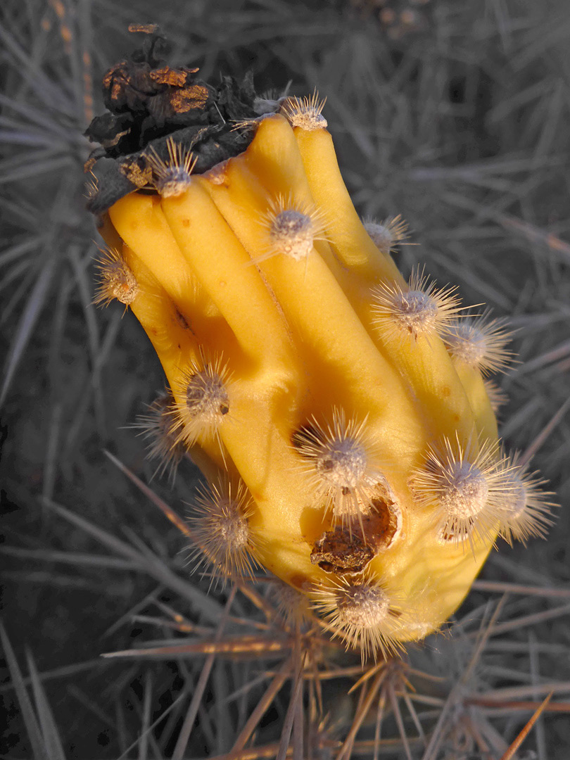 Yellowish fruit