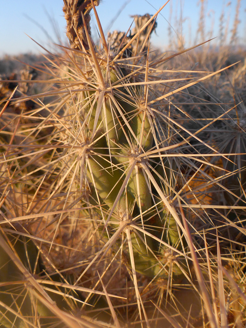 Pronounced tubercles