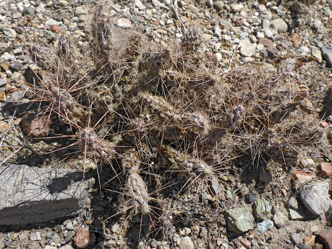 Spreading cluster