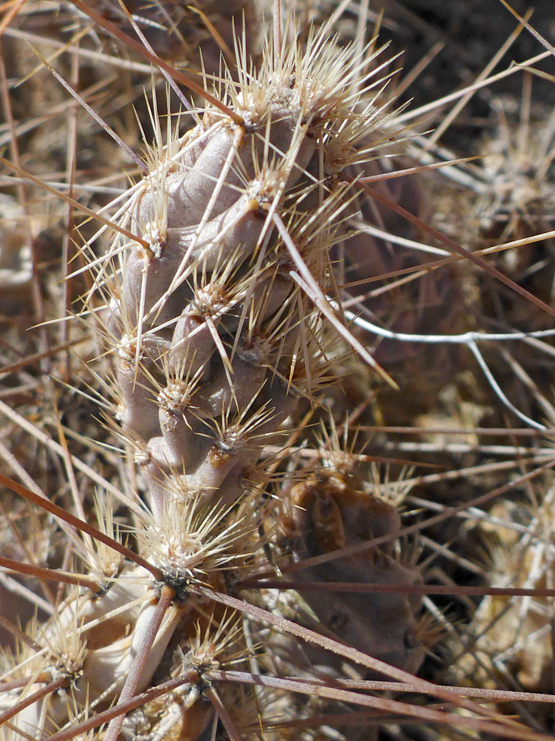 Brown spines