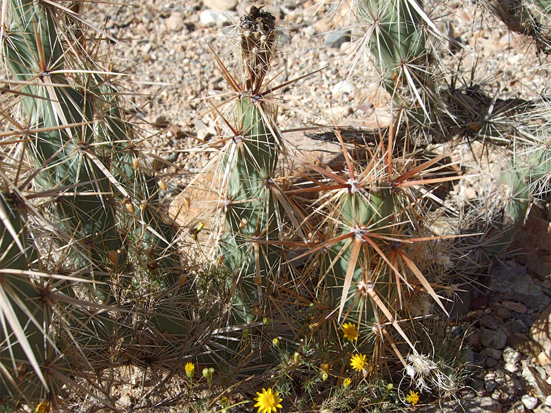 Thick brownish spines